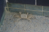 This crab is hanging out in the pool!