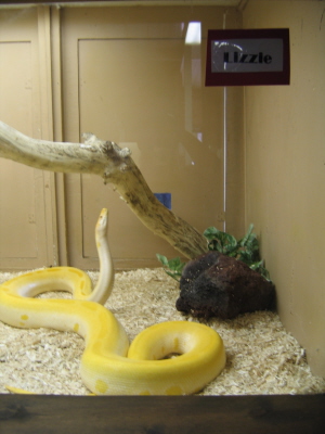 This snake's name is Lizzie!