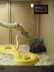 This snake's name is Lizzie!